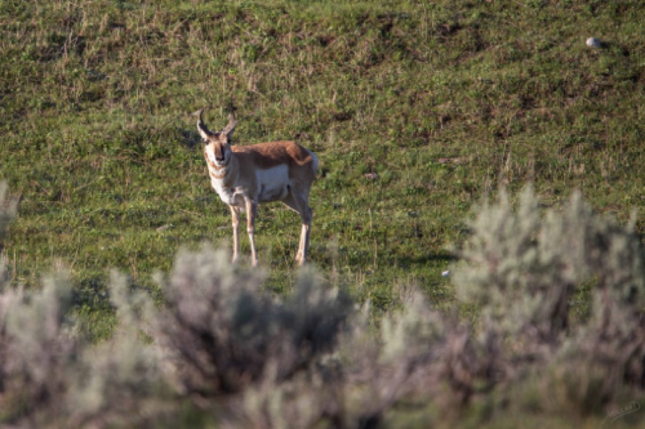 Pronghorn Antelope
Lamar Valley, Yellowstone